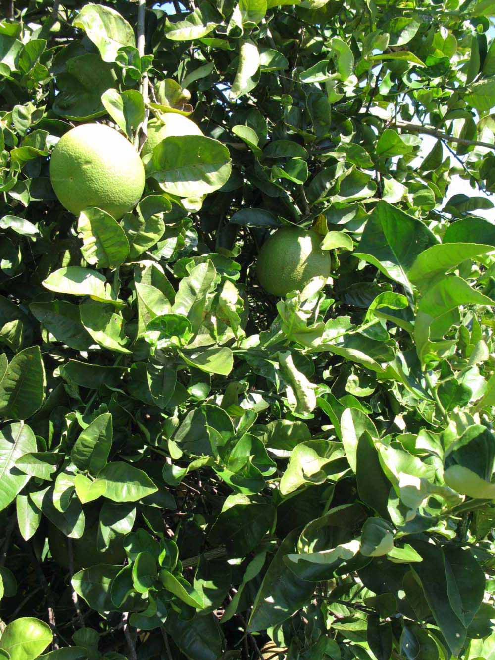              Sun leaves (Winter Haven, FL)       